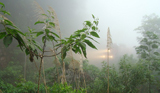 Trem surgindo por detrs da neblina matutina, Mau da Serra -PR (junho/2008)