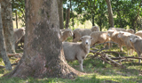 Ovelhas no Chiniqu, So Pedro do Sul-RS (abril/2011)